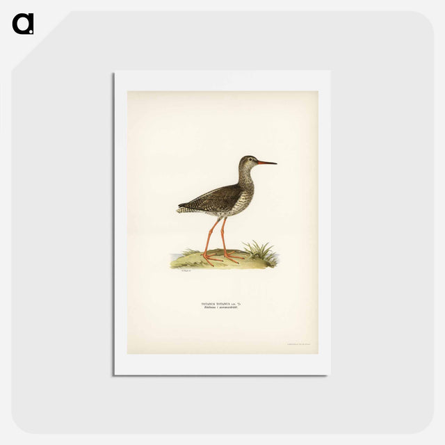 アートポストカード-Common Redshank
 - スヴェンスカ フォグラル Postcard.