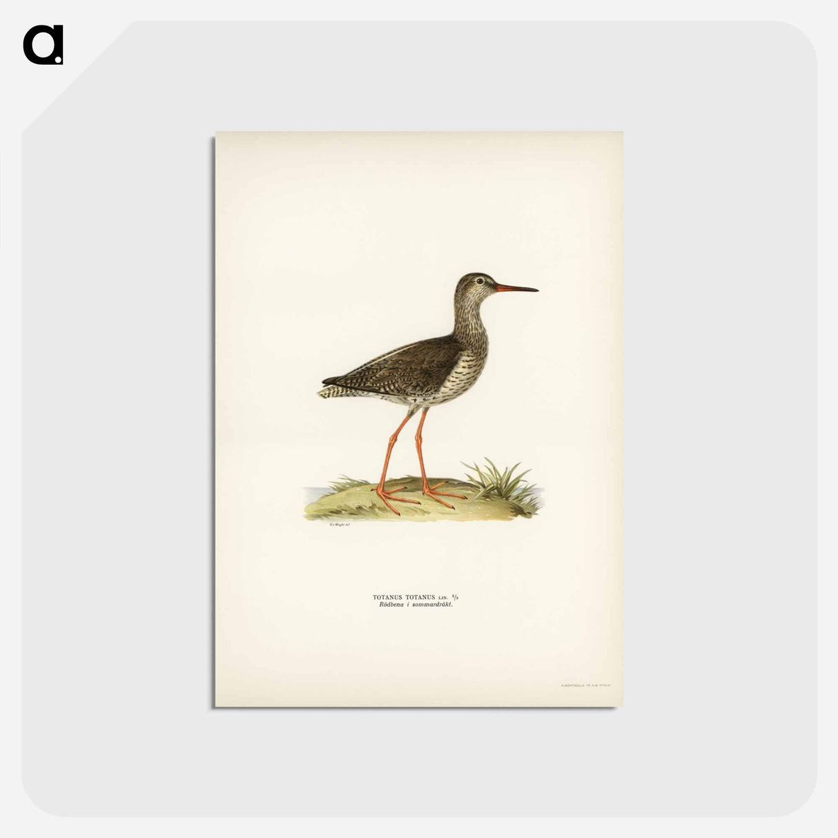 アートポストカード-Common Redshank
 - スヴェンスカ フォグラル Postcard.