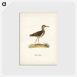 アートポストカード-Common Redshank
 - スヴェンスカ フォグラル Postcard.