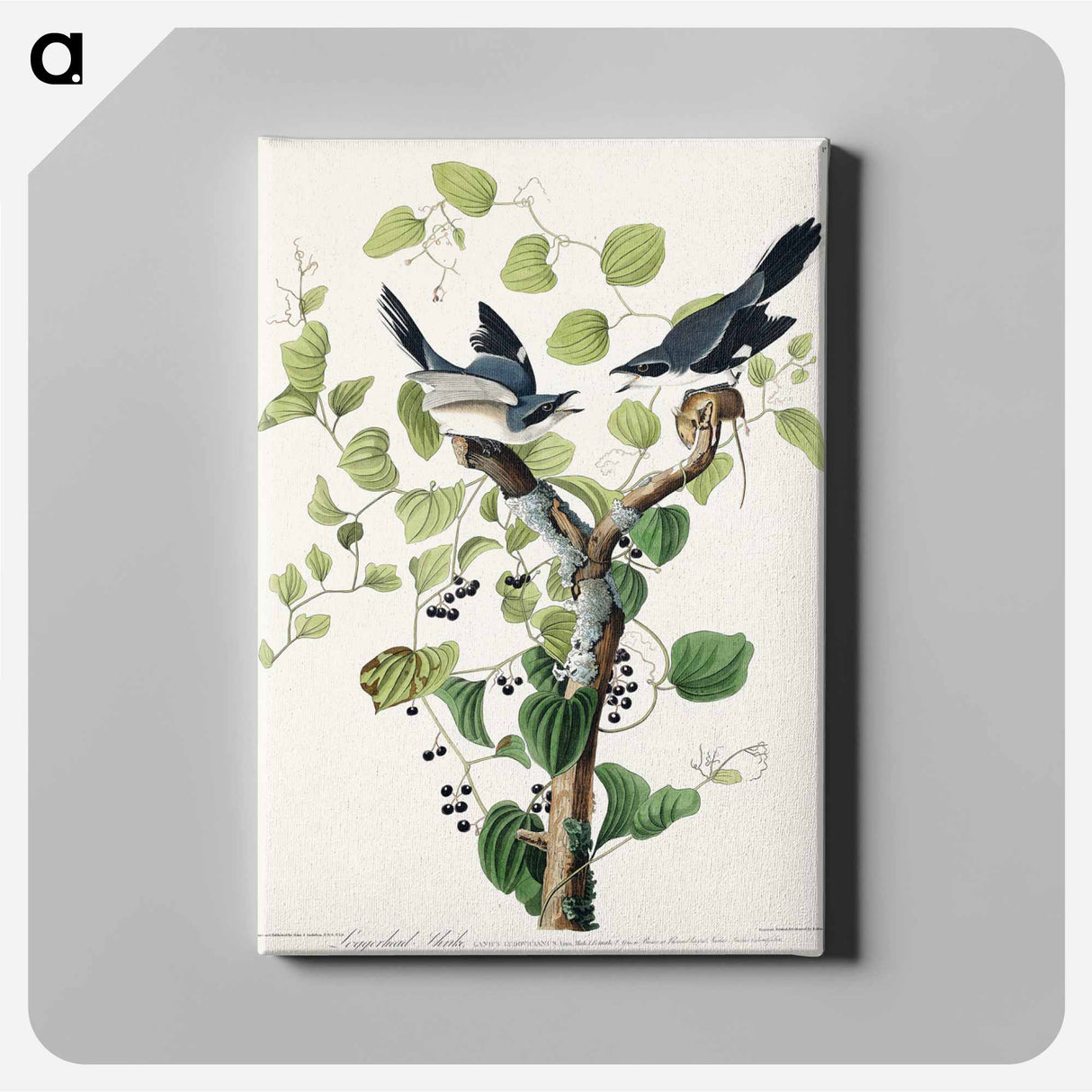 アートパネル-Loggerhead Shrike from Birds of America
 - アメリカの鳥たち Canvas.