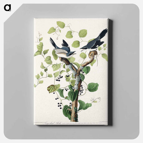 アートパネル-Loggerhead Shrike from Birds of America
 - アメリカの鳥たち Canvas.