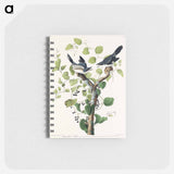 アートメモ帳-Loggerhead Shrike from Birds of America
 - アメリカの鳥たち Memo.