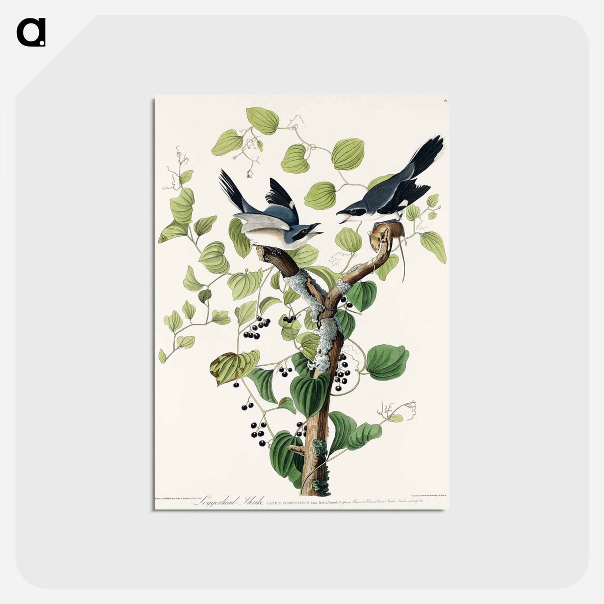 アートポストカード-Loggerhead Shrike from Birds of America
 - アメリカの鳥たち Postcard.