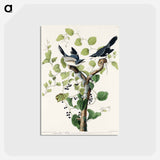 アートポストカード-Loggerhead Shrike from Birds of America
 - アメリカの鳥たち Postcard.
