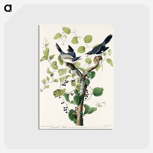 アートポストカード-Loggerhead Shrike from Birds of America
 - アメリカの鳥たち Postcard.