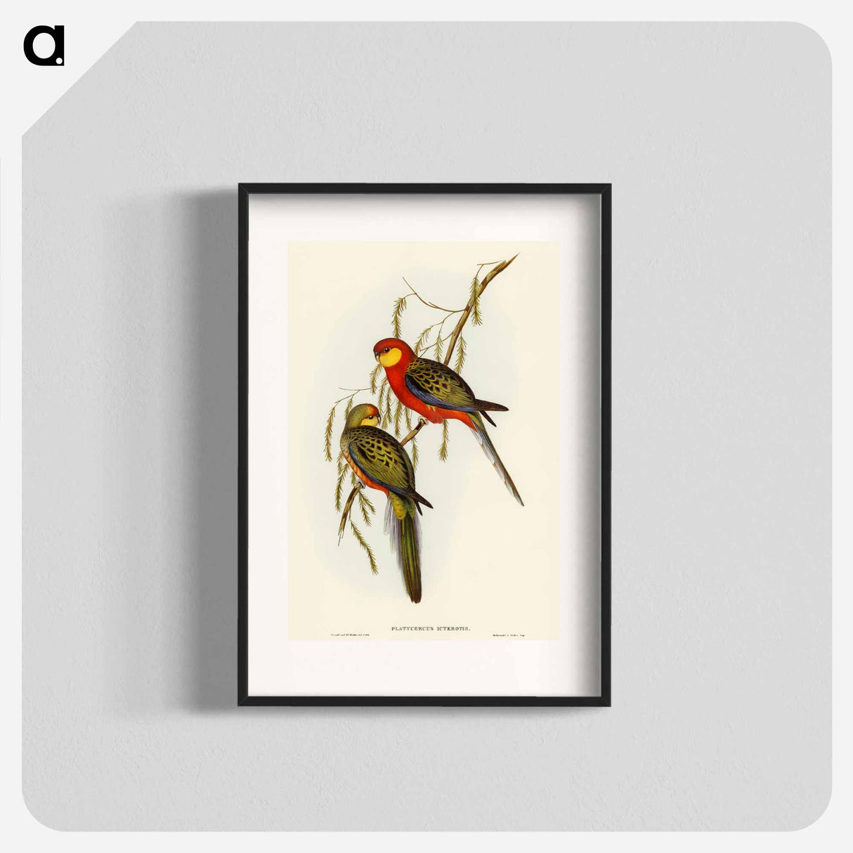 Earl of Derby's Parrakeet
 - オーストラリアの鳥 Poster.