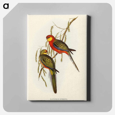 アートパネル-Earl of Derby's Parrakeet
 - オーストラリアの鳥 Canvas.