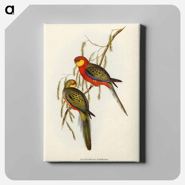 アートパネル-Earl of Derby's Parrakeet
 - オーストラリアの鳥 Canvas.