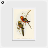 アートポストカード-Earl of Derby's Parrakeet
 - オーストラリアの鳥 Postcard.