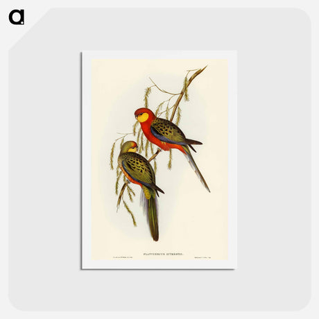 アートポストカード-Earl of Derby's Parrakeet
 - オーストラリアの鳥 Postcard.