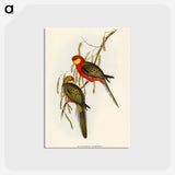 アートポストカード-Earl of Derby's Parrakeet
 - オーストラリアの鳥 Postcard.