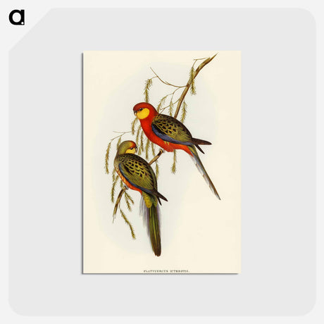アートポストカード-Earl of Derby's Parrakeet
 - オーストラリアの鳥 Postcard.