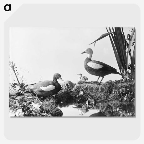 2-56_The-Burton-Brothers_picture-crop