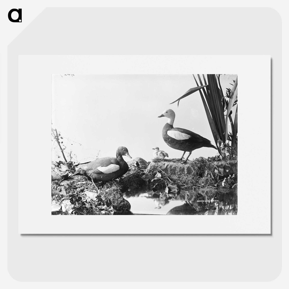 2-56_The-Burton-Brothers_picture