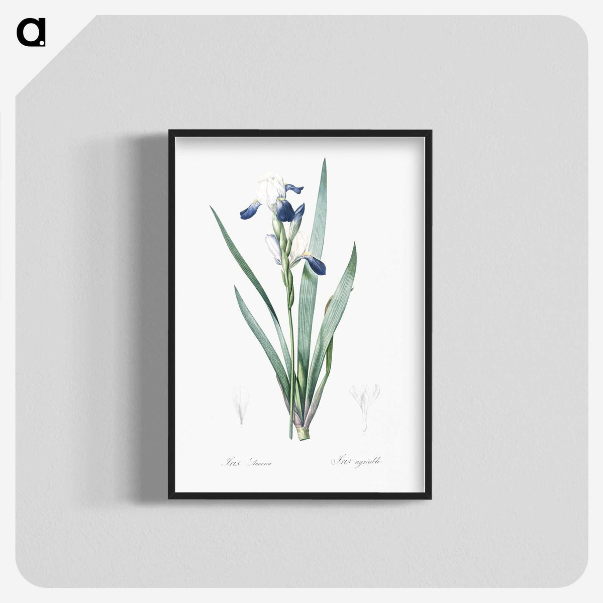 2-56_The-Lilies_blk-crop