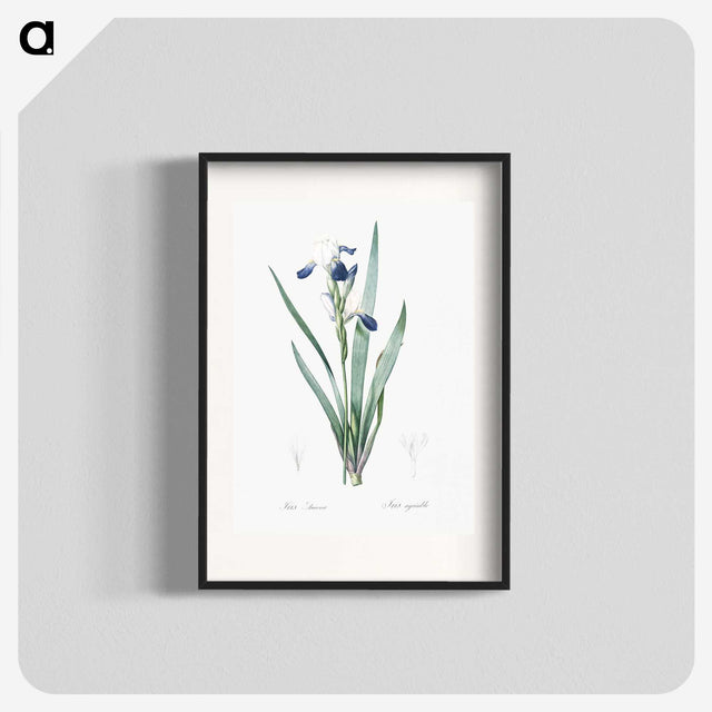 2-56_The-Lilies_blk