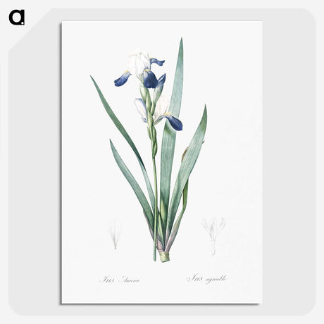 2-56_The-Lilies_picture-crop
