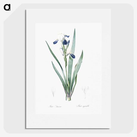 2-56_The-Lilies_picture
