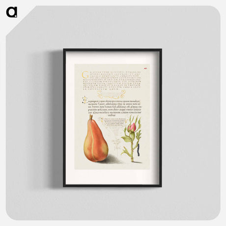 アートポスター-Pear, French Rose, and Caterpillar
 - 書道のお手本 Poster.