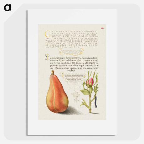 アートポスター-Pear, French Rose, and Caterpillar
 - 書道のお手本 Poster.