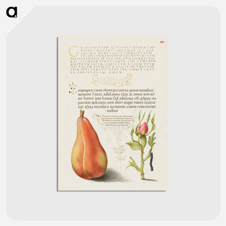 アートポストカード-Pear, French Rose, and Caterpillar
 - 書道のお手本 Postcard.