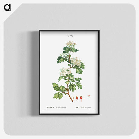 2-56_Treatise-on-Trees-and-Shrubs_blk-crop