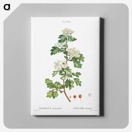 2-56_Treatise-on-Trees-and-Shrubs_canvas