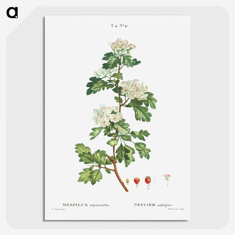 2-56_Treatise-on-Trees-and-Shrubs_picture-crop