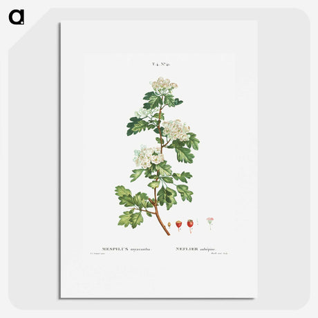 2-56_Treatise-on-Trees-and-Shrubs_picture