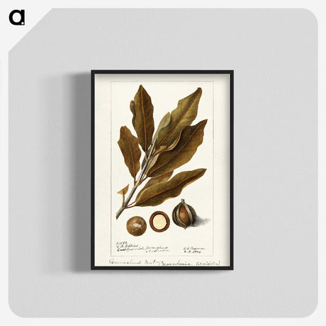 2-56_USDA-Watercolor-Fruit-Painting-Collection_blk-crop