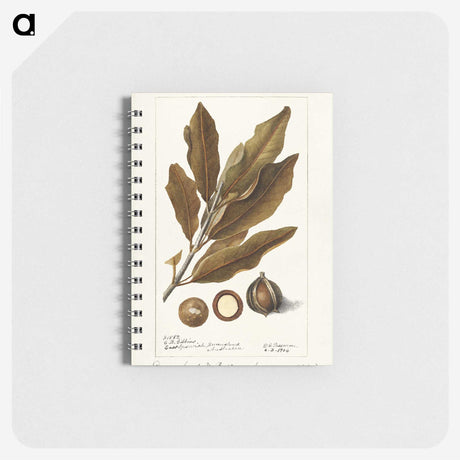 2-56_USDA-Watercolor-Fruit-Painting-Collection_memo