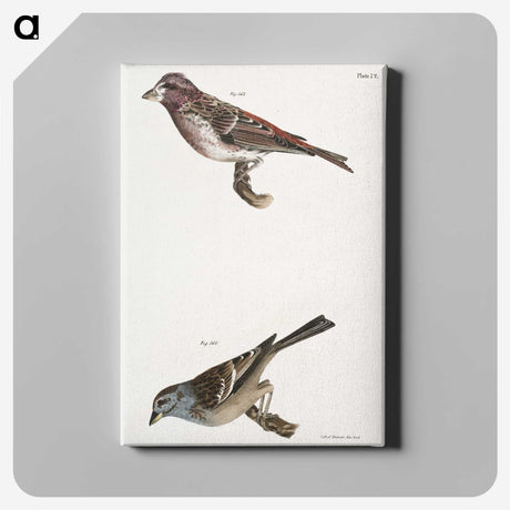 2-56_Zoology-of-New-York_canvas