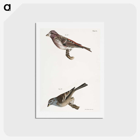 2-56_Zoology-of-New-York_hagaki