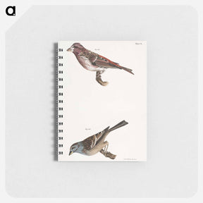 アートメモ帳-Crested Purple Finch - ニューヨークの動物学 Memo.