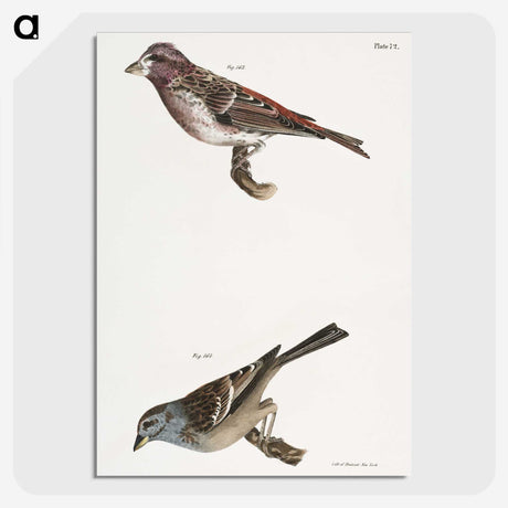 2-56_Zoology-of-New-York_picture-crop