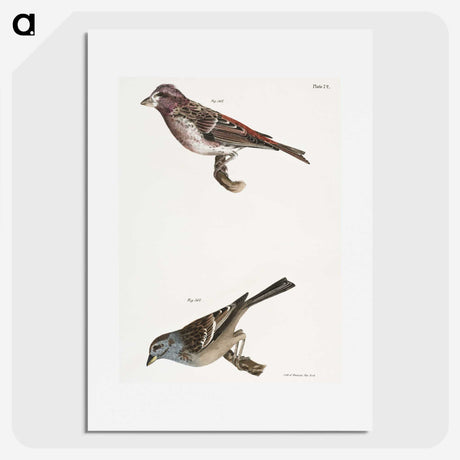 2-56_Zoology-of-New-York_picture