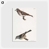 2-56_Zoology-of-New-York_postcard