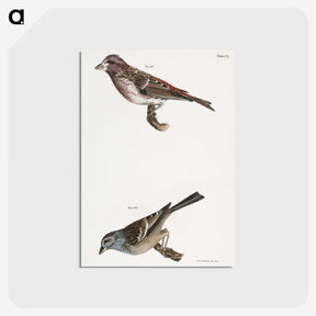 2-56_Zoology-of-New-York_postcard