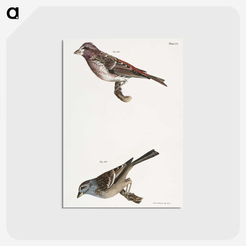 アカマツムシ - ニューヨークの動物学 Postcard.