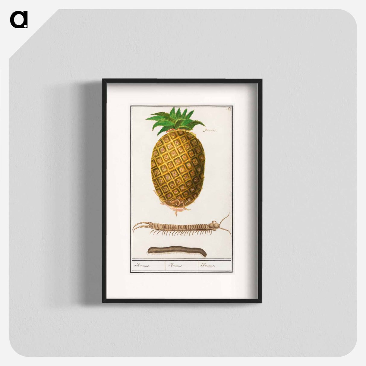 Pineapple - アンセルムス ボエティウス デ ブート Poster.