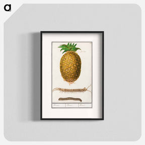 アートポスター-Pineapple - アンセルムス ボエティウス デ ブート Poster.