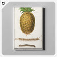 2-57_Anselmus-Boetius-de-Boodt_canvas