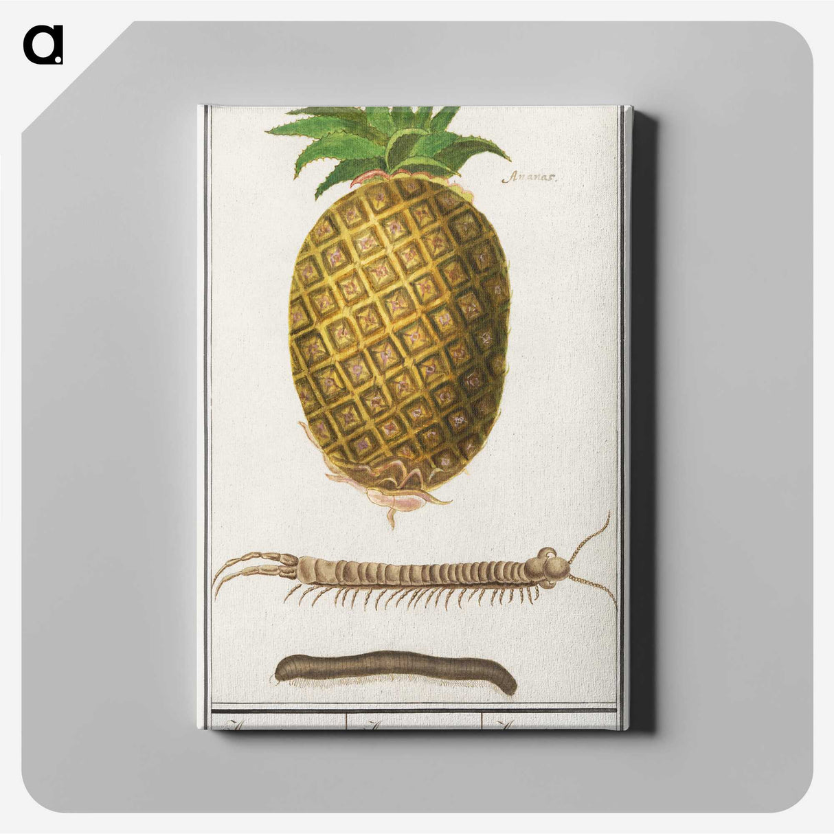 2-57_Anselmus-Boetius-de-Boodt_canvas