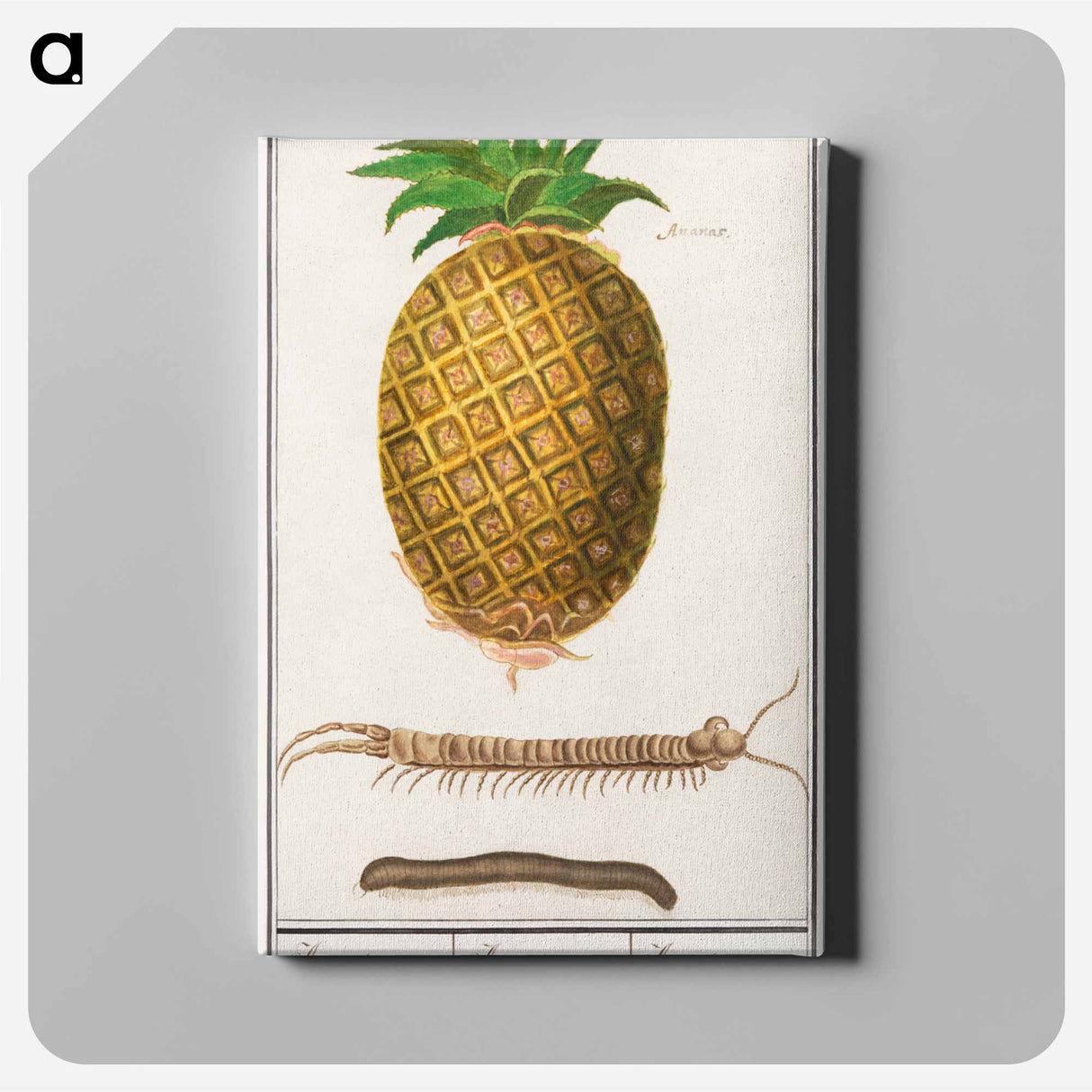 Pineapple - アンセルムス ボエティウス デ ブート Canvas.