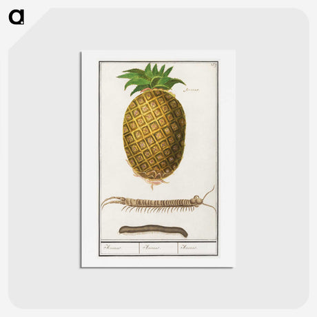 2-57_Anselmus-Boetius-de-Boodt_hagaki