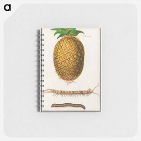 アートメモ帳-Pineapple - アンセルムス ボエティウス デ ブート Memo.