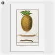 2-57_Anselmus-Boetius-de-Boodt_picture