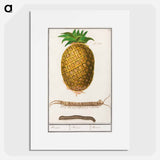 Pineapple - アンセルムス ボエティウス デ ブート Poster.