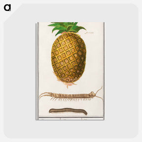 アートポストカード-Pineapple - アンセルムス ボエティウス デ ブート Postcard.