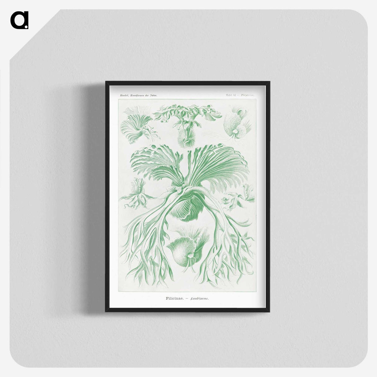 2-57_Ernst-Haeckel_blk-crop